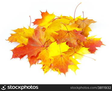 autumn maple leaves isolated on a white