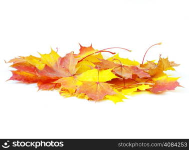 autumn maple leaves isolated on a white