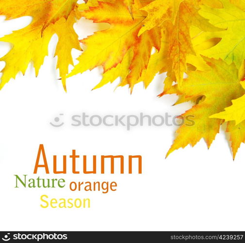 autumn maple leaves isolated on a white