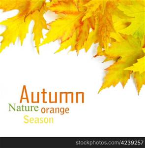 autumn maple leaves isolated on a white