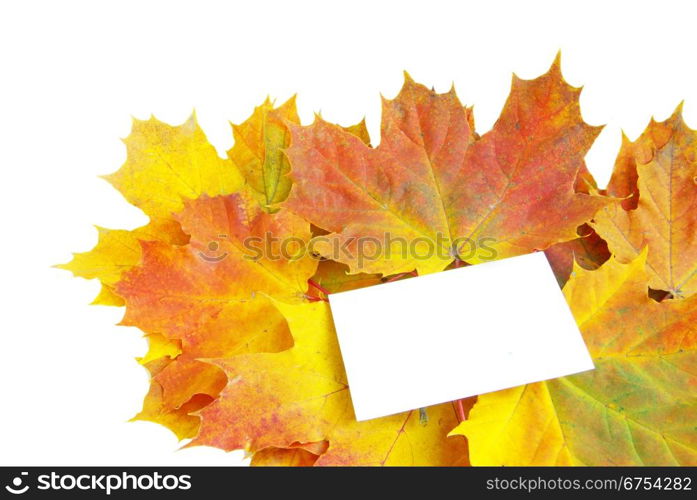 autumn maple leaves isolated on a white