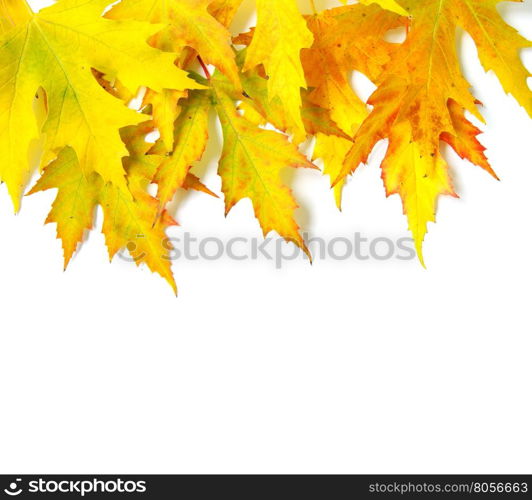 autumn maple leaves isolated on a white