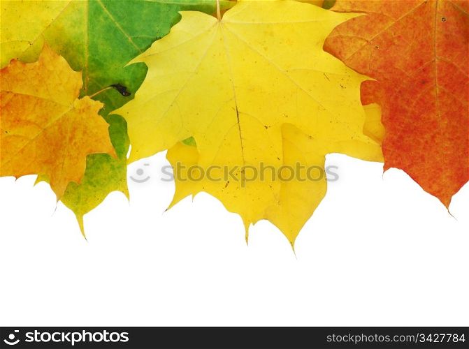Autumn maple leaves isolated on white background. Autumn maple leaves