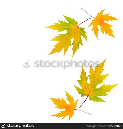 Autumn maple leaves isolated on white background. Free space for text.