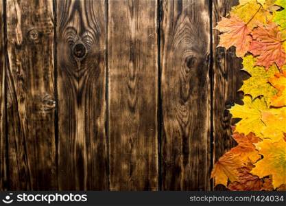 Autumn maple leaves. On a wooden background.. Autumn maple leaves.