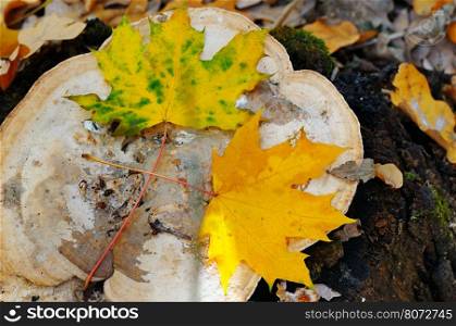 autumn maple leaves on an old stump in the woods