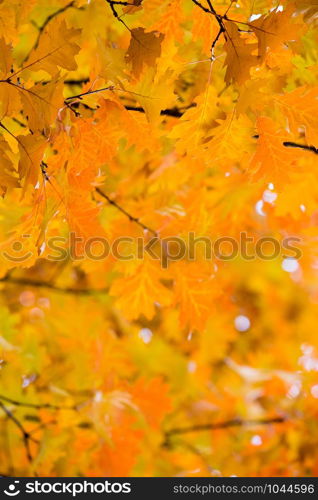 Autumn maple leaves on background