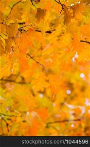 Autumn maple leaves on background