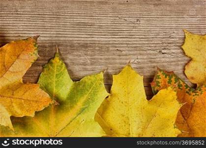autumn maple leaves on old wooden board