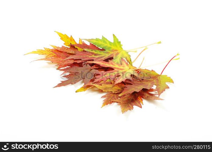 autumn maple leaves on white
