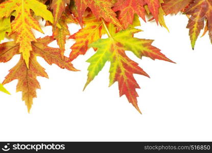 autumn maple leaves on white
