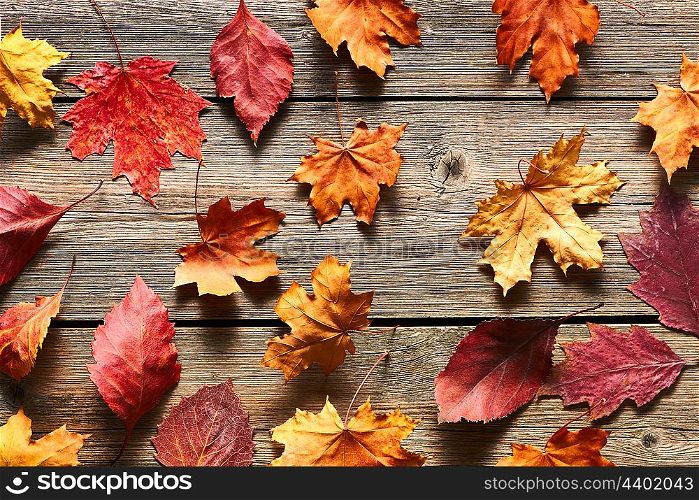 Autumn maple leaves over old wooden background