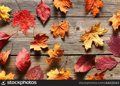 Autumn maple leaves over old wooden background