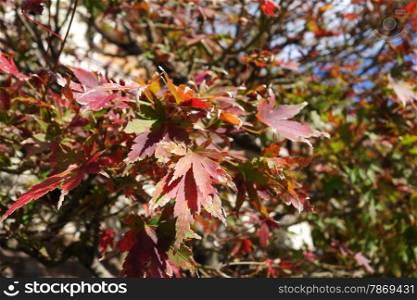 Autumn maple leaves under the summer sun. Autumn maple leaves