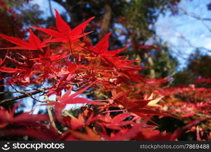 Autumn maple leaves with blue sky. Autumn maple leaves
