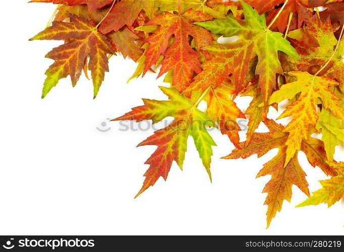 autumn maple leaves with copy space for your text