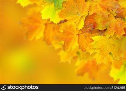 autumn maple leaves with selective focus