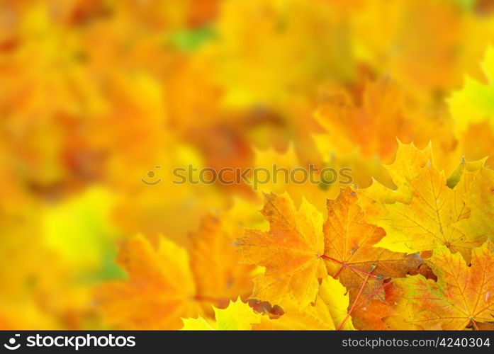 autumn maple leaves with selective focus