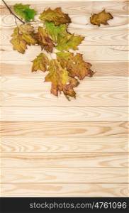 Autumn maple tree branches on wooden background