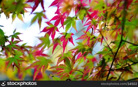 autumn maple tree leaf nature abstract detail background
