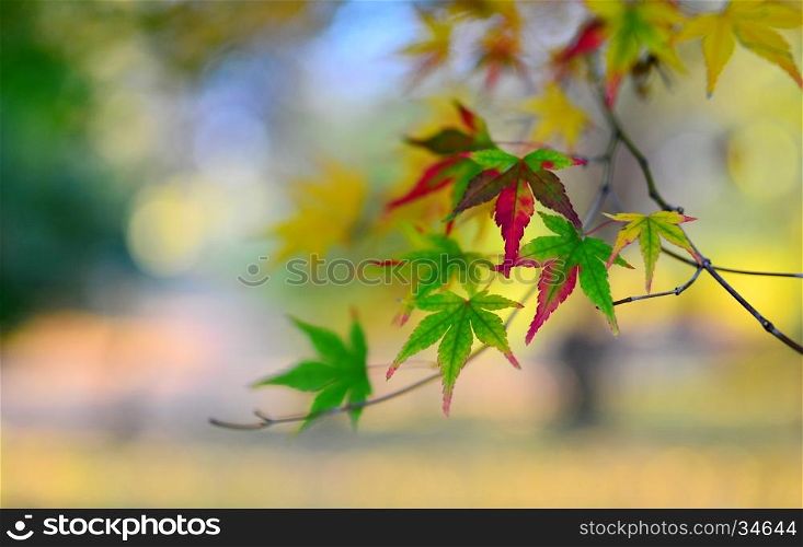 autumn maple tree leaf nature abstract detail background