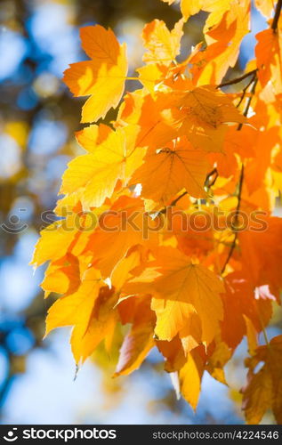 autumn maple tree twig (closeup) in autumn city park