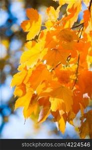 autumn maple tree twig (closeup) in autumn city park