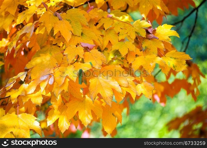 autumn maple tree twig (closeup) in autumn city park