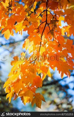 autumn maple tree twig (closeup) in city park
