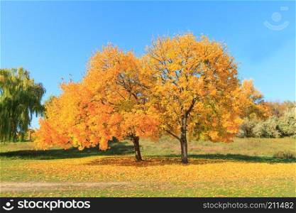 Autumn maple trees against the blue sky