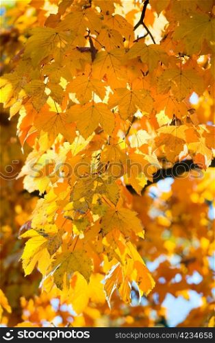autumn maple trees (closeup) in autumn city park