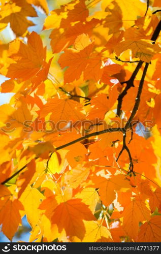 autumn maple trees (closeup) in autumn city park