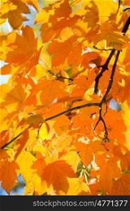 autumn maple trees (closeup) in autumn city park