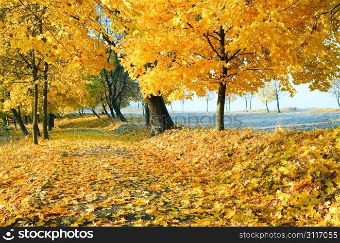 autumn maple trees in autumn city park
