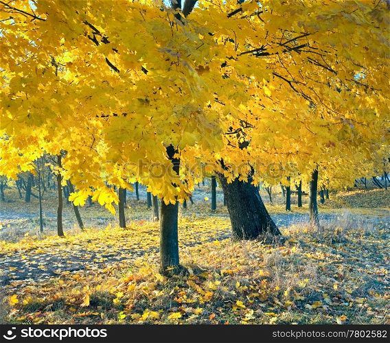 autumn maple trees in autumn city park