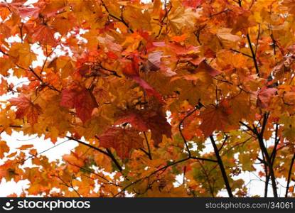 Autumn maple. Yellow and red maple leaves.. Red maple leaves in autumn