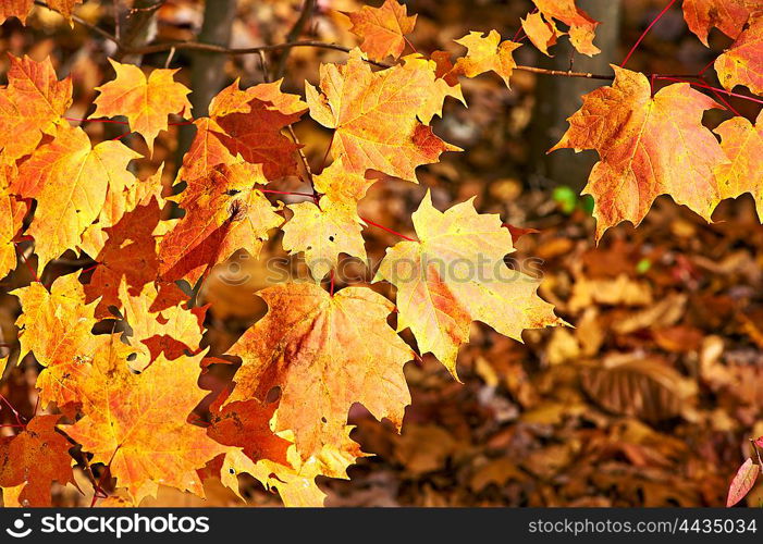 Autumn maple yellow leaves background