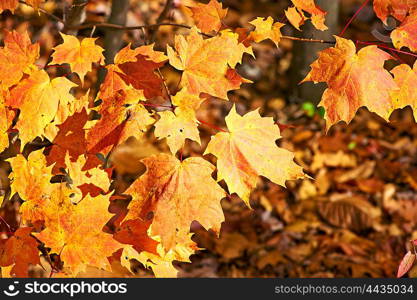 Autumn maple yellow leaves background