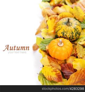 Autumn mini pumpkins and leaves over white (with easy removable sample text)