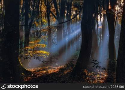 Autumn misty forest fog landscape. Forest mist autumn fog view. Autumn forest mist fog scene. Misty forest in autumn fog. Morning sun rays shining through the branches of a beechwood