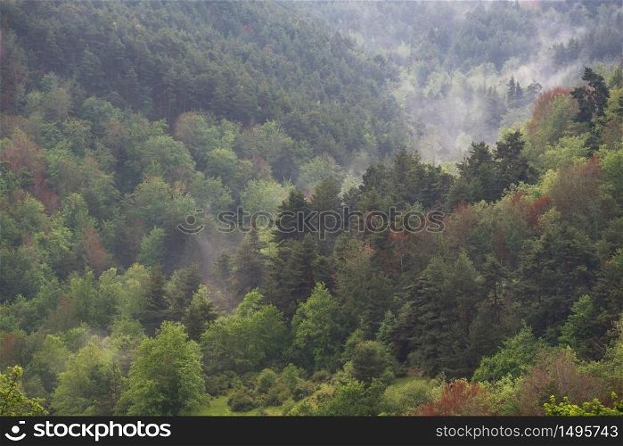 Autumn misty forest in La Rioja, Spain.
