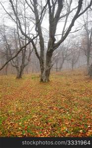 Autumn misty forest with fallen leaves.
