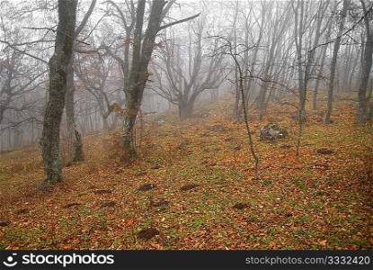 Autumn misty forest with fallen leaves.