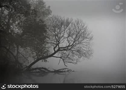 Autumn misty morning. Dawn on the foggy river. Autumn scene panorama. Trees over the water