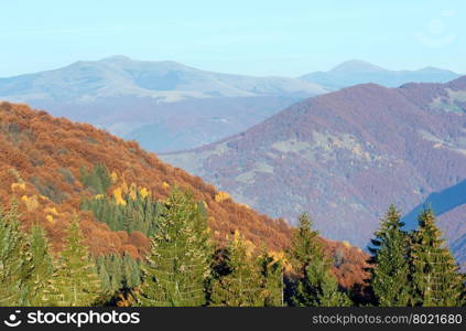 Autumn misty mountain landscape with colorful trees on slope and fir trees with cones in front.