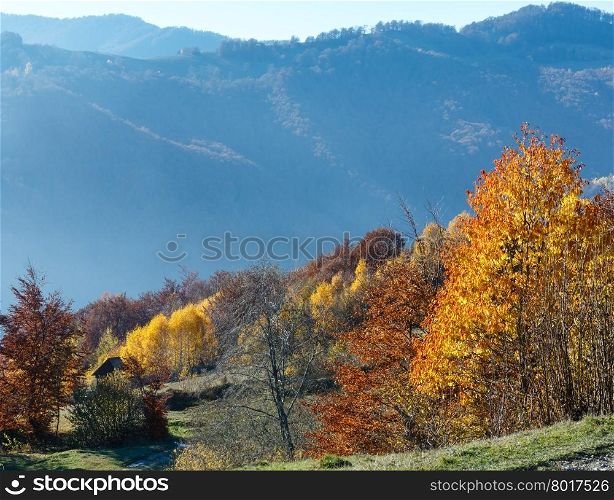 Autumn misty mountain slope with colorful trees.