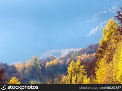 Autumn misty mountain slope with yellow foliage of birch trees.