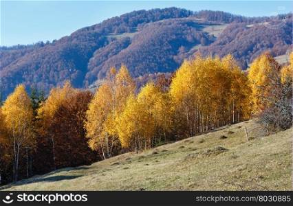 Autumn misty mountain view with yellow birch trees on slope.