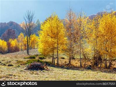 Autumn misty mountain view with yellow foliage of birch trees on slope.