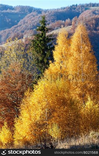 Autumn misty mountain view with yellow foliage of birch trees on slope.